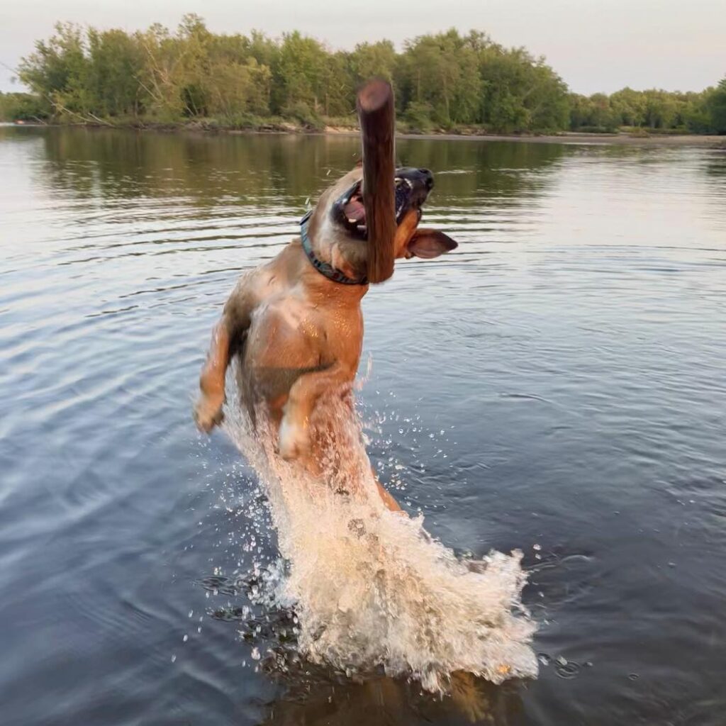 Butters the dog jumping out of the Wisconsin River carrying a stick, with the wooded shoreline in the background.