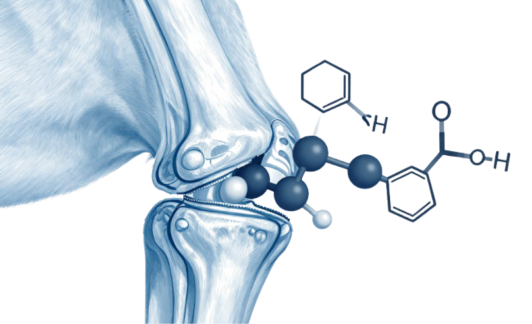 Dog joint schematic with large molecular structures of glucosamine and chondroitin sulfate shown.